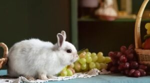 Can Rabbits Eat Grapes?