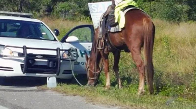 Can You Get a DUI on a Horse?